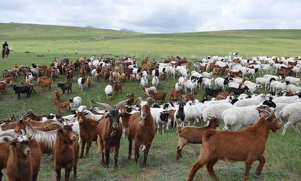 Chuyen an ai o vuong quoc de